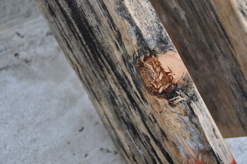 Mold on the wood