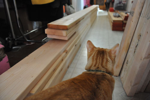 Mr Kitty photobombs the wood pile