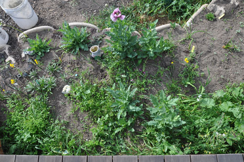 The improbable poppies are lavender breadseed