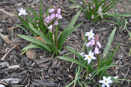 Hyacinthoides and ipheion in the back garden