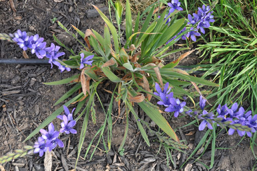 Babiana in the orchard