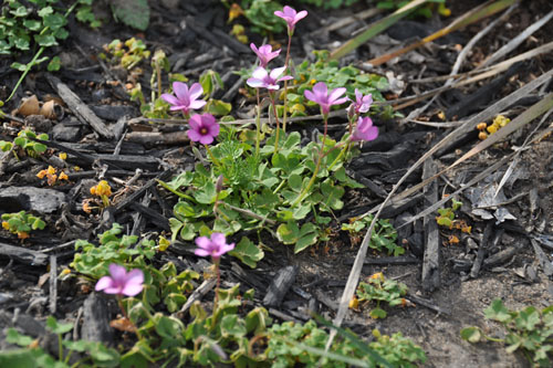 Volunteer pink oxalis