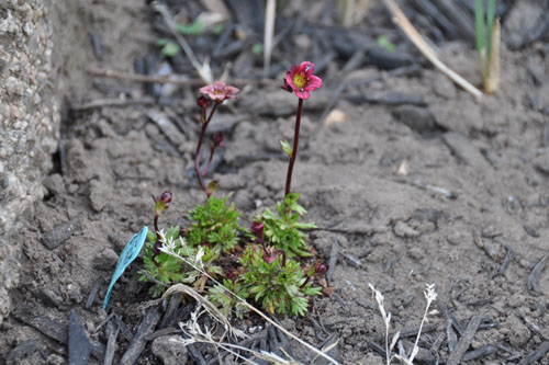 Saxifraga