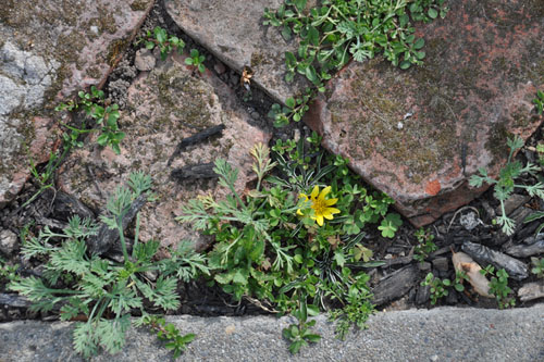 Flower groundcover in the brick walk