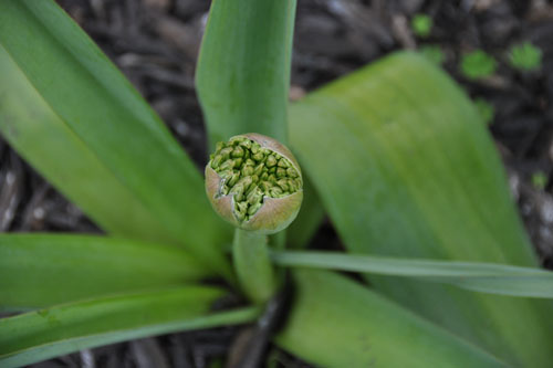 Allium schubertii