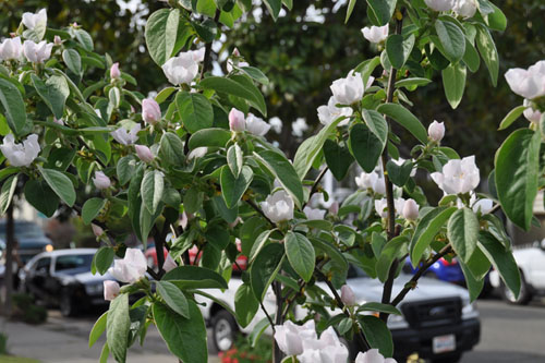 Quince in bloom