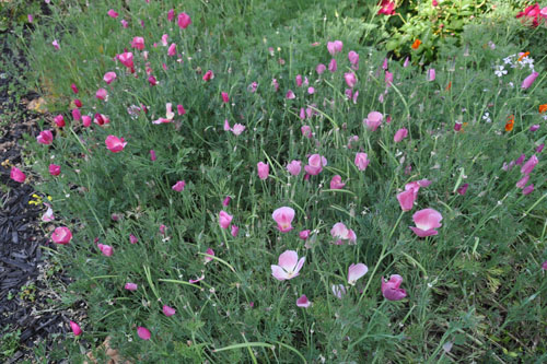 Beloved pink poppies