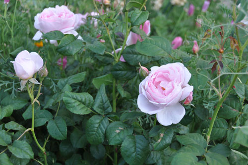 The rose hedge is blooming