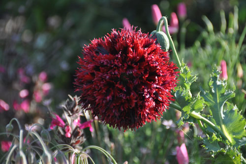 Puffy poppy