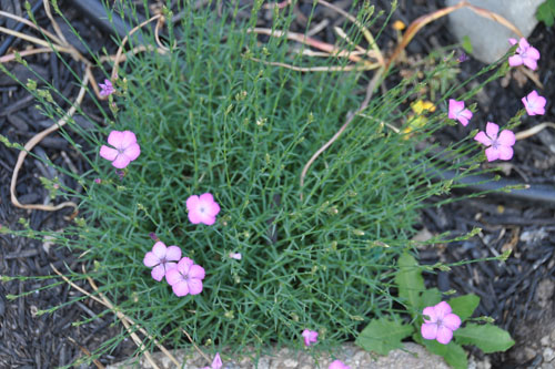 All the dianthus are blooming