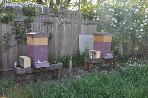 Knee-deep grass by the bee hives