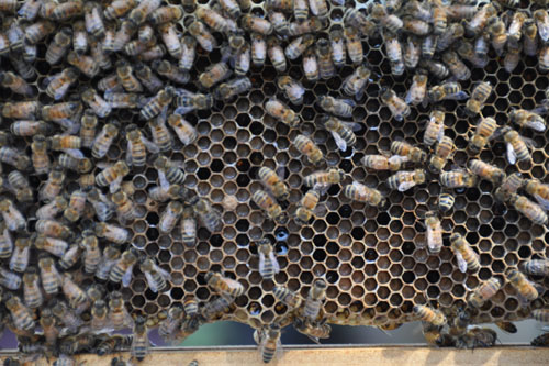 Bee larvae curled up in their cells