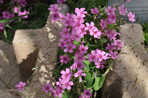 Pink oxalis