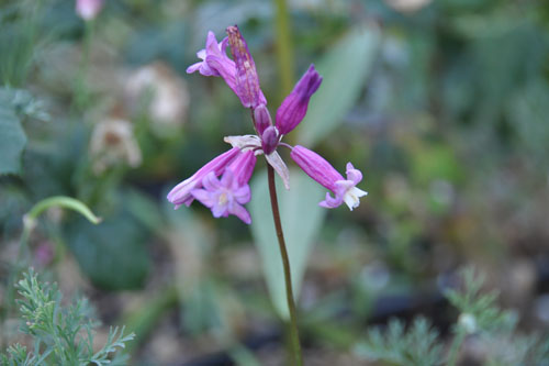 Brodeia Pink Diamonds