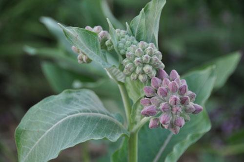 Asclepias speciosa buds