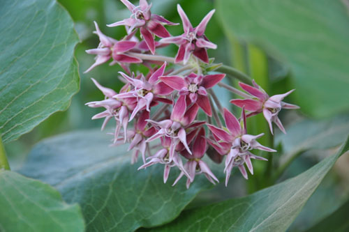 Asclepias speciosa bloom