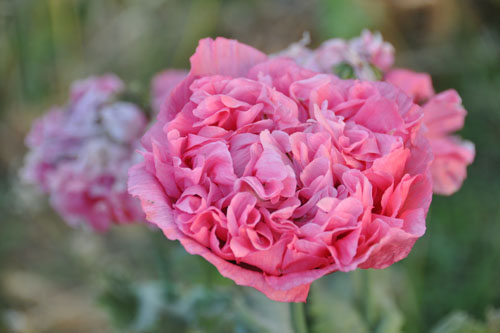 Last of the poppies