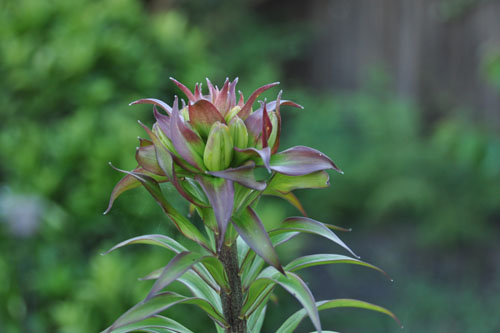 Oriental lily