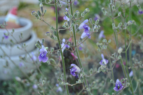 Salvia candelabrum in bloom