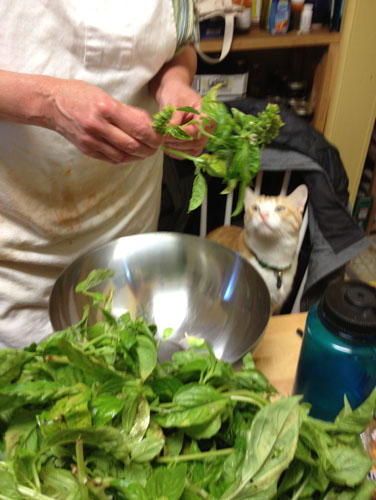 Sorting basil