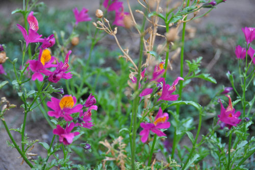 Schizanthus grahamii