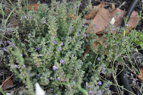 Turkish skullcap