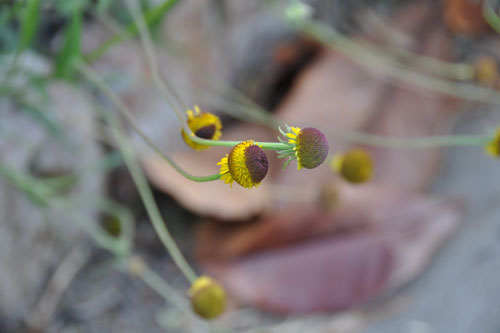 Helenium puberulum