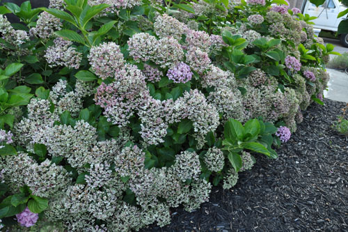 End of the hydrangeas