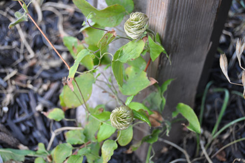 Clematis seedheads