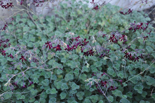 Happy geranium