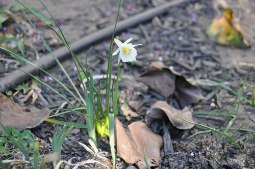 Miniature daffodil in bloom