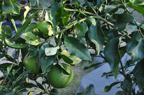 Pomelo tree bending