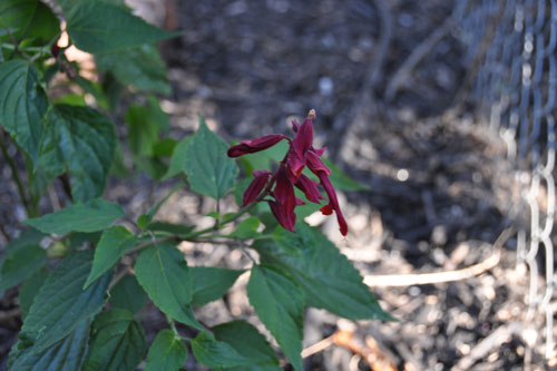 Salvia vanhouttei