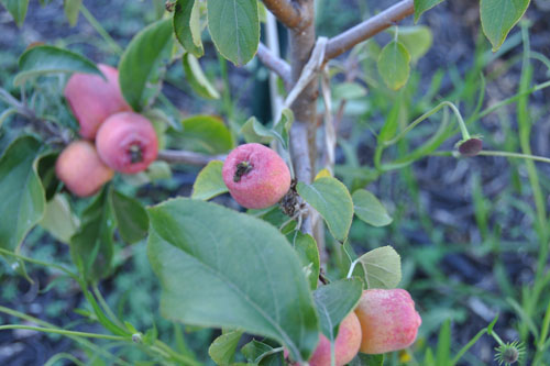 Crabapples