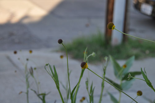 Helenium puberulum