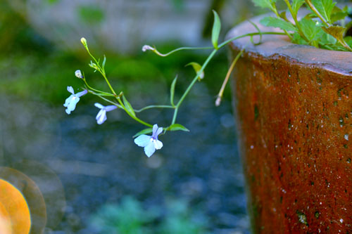 Lobelia erinus 'Fountain Blue'