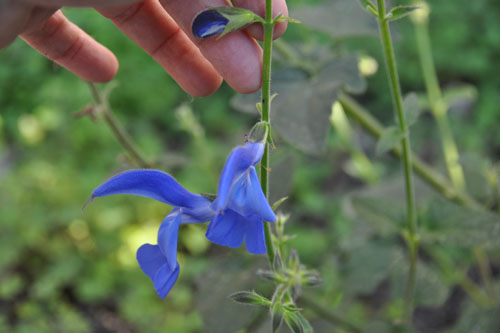 Salvia patens Guanajuato