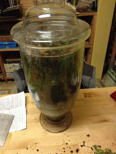 Big terrarium before