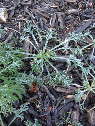 Frost on the California poppy