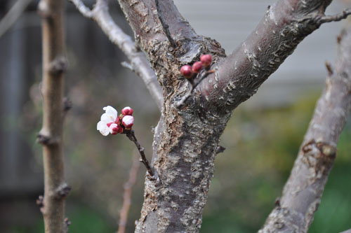 Apricot blossom