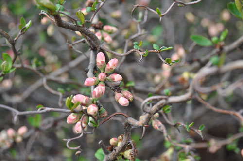 contorted quince