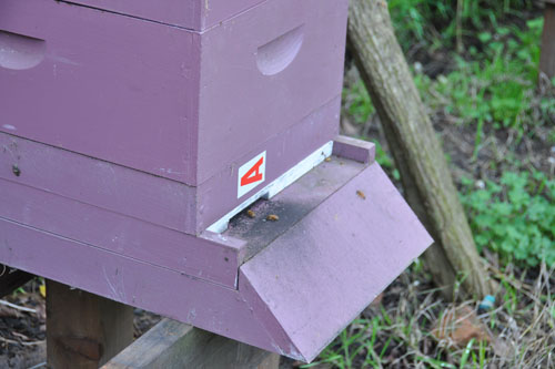 bee hives hard at work