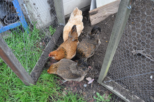 the chickens heading out for a little run-around in the garden