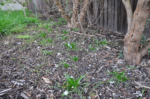 bulbs under the buddleias