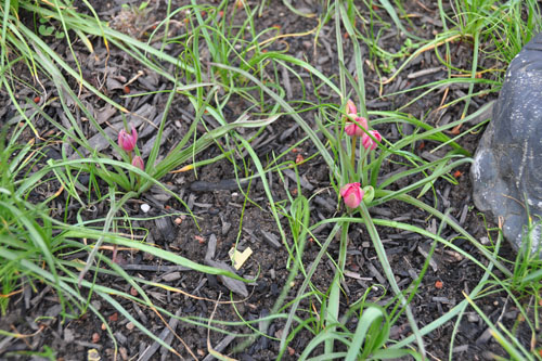 species tulips