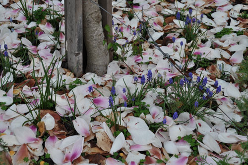 grape hyacinths in bloom