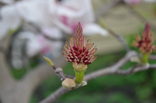 magnolia seedhead