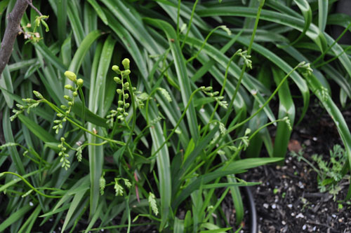 almost freesias