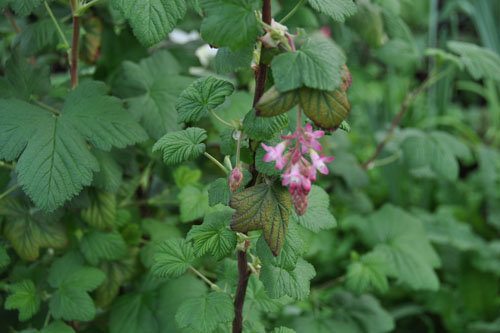 out of focus ribes