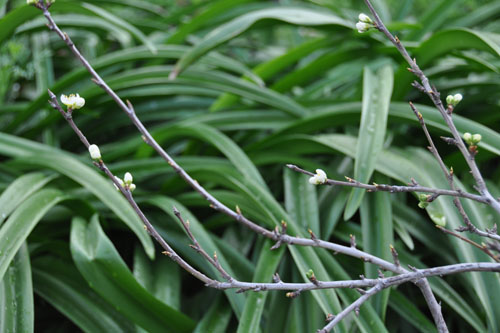 plum blossom